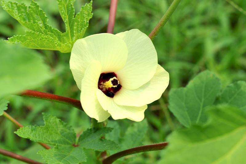 Golden hibiscus, the 100% plant-based key ingredient used in YoungLong Plant Based Collagen Supplements.