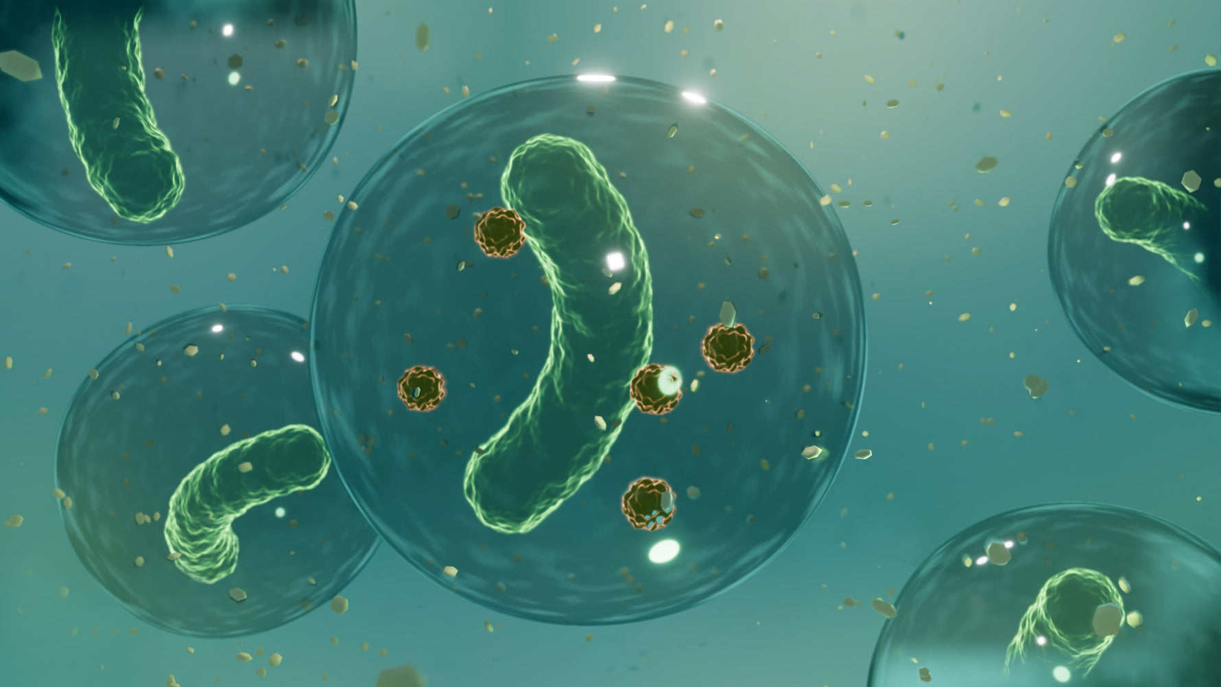 probiotic-bacteria-gut-microbiota-balance