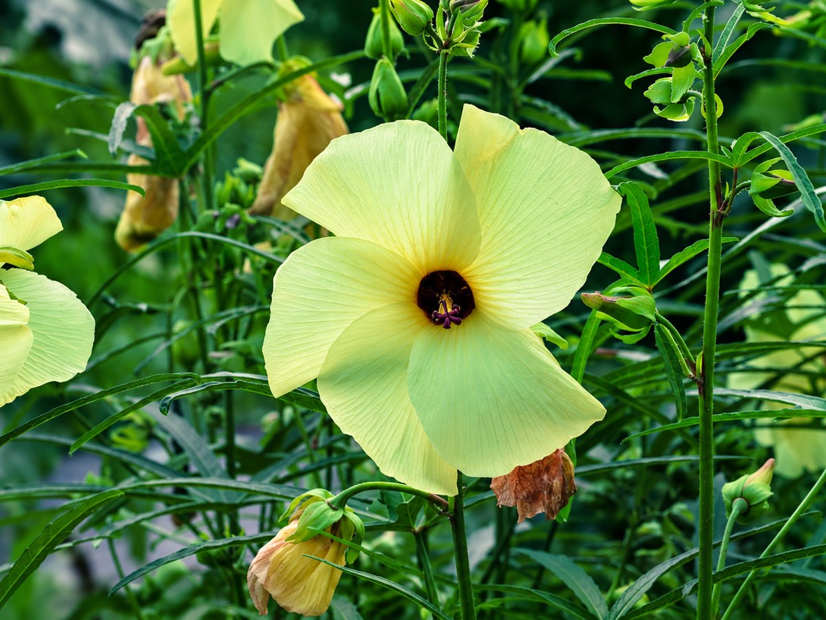 Golden hibiscus, the plant-based source used in Younglong Vegan Collagen Booster to support the body’s natural collagen production.