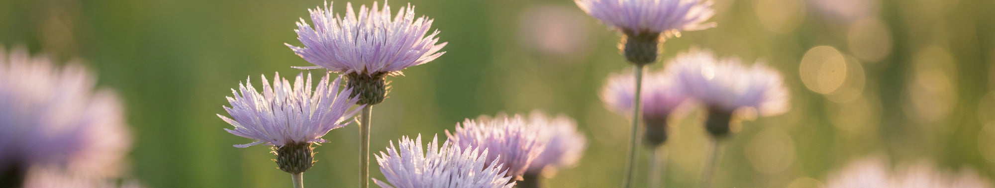 Liver & Detox Support