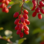 Vibrant red barberry berries on a branch with green leaves, natural source for immune support supplements