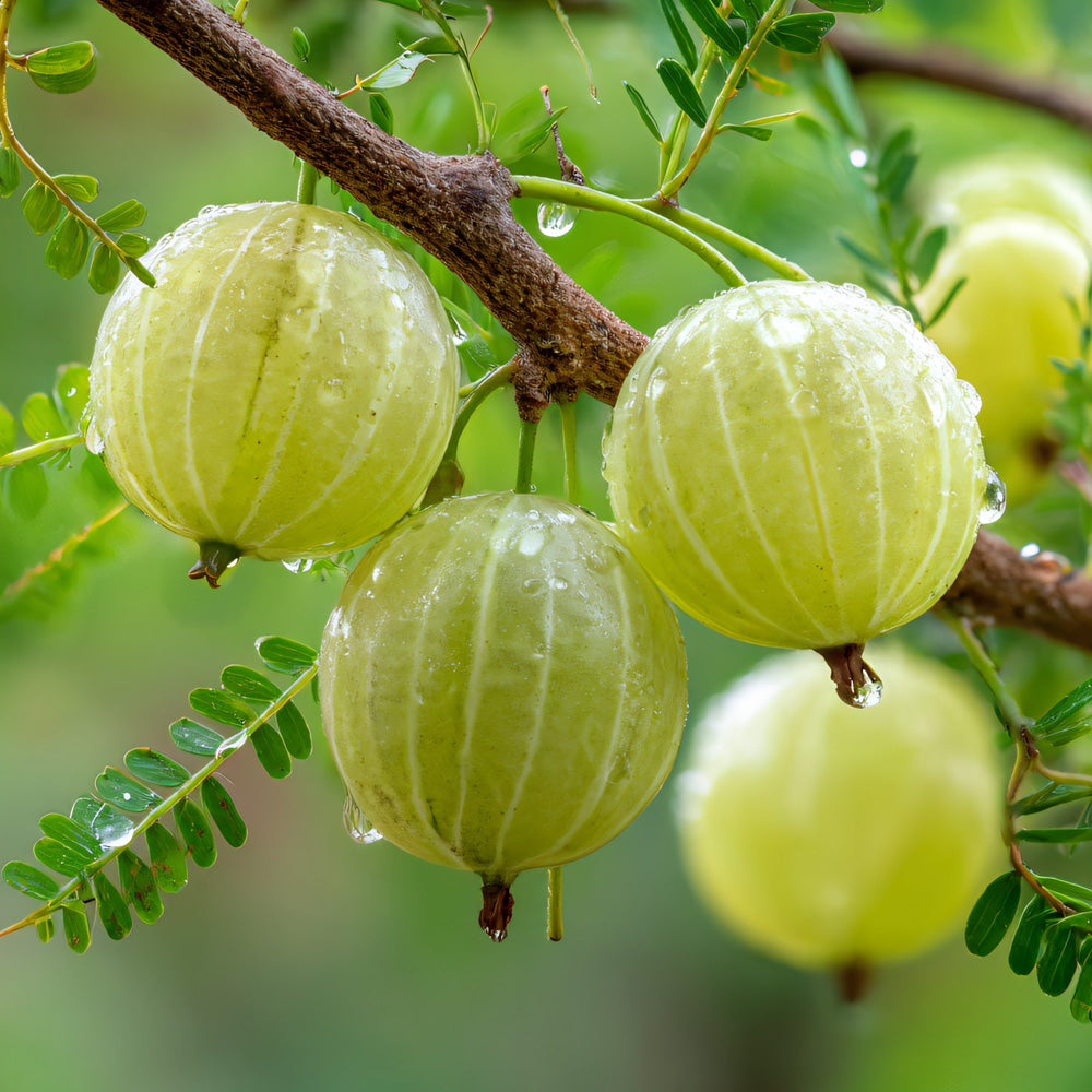 Vegan Berry Vitamin C