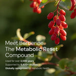 Berberine-rich red berries on branch, metabolic health compound with 9,800+ studies