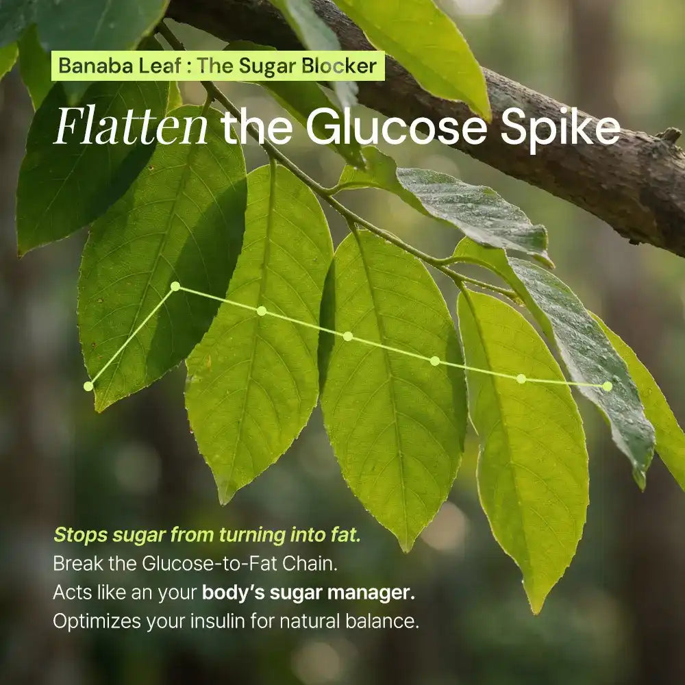 Banaba leaf supplement benefits infographic, glucose spike graph, green leaves, natural sugar blocker