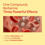 Berberine supplement benefits: stabilizes blood sugar, accelerates fat burning, supports metabolic balance