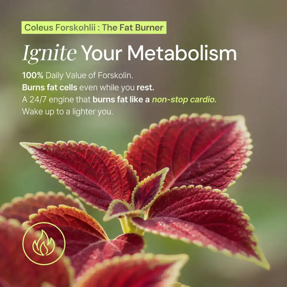 Red coleus forskohlii plant leaves promoting forskolin supplement for metabolism and fat burning.